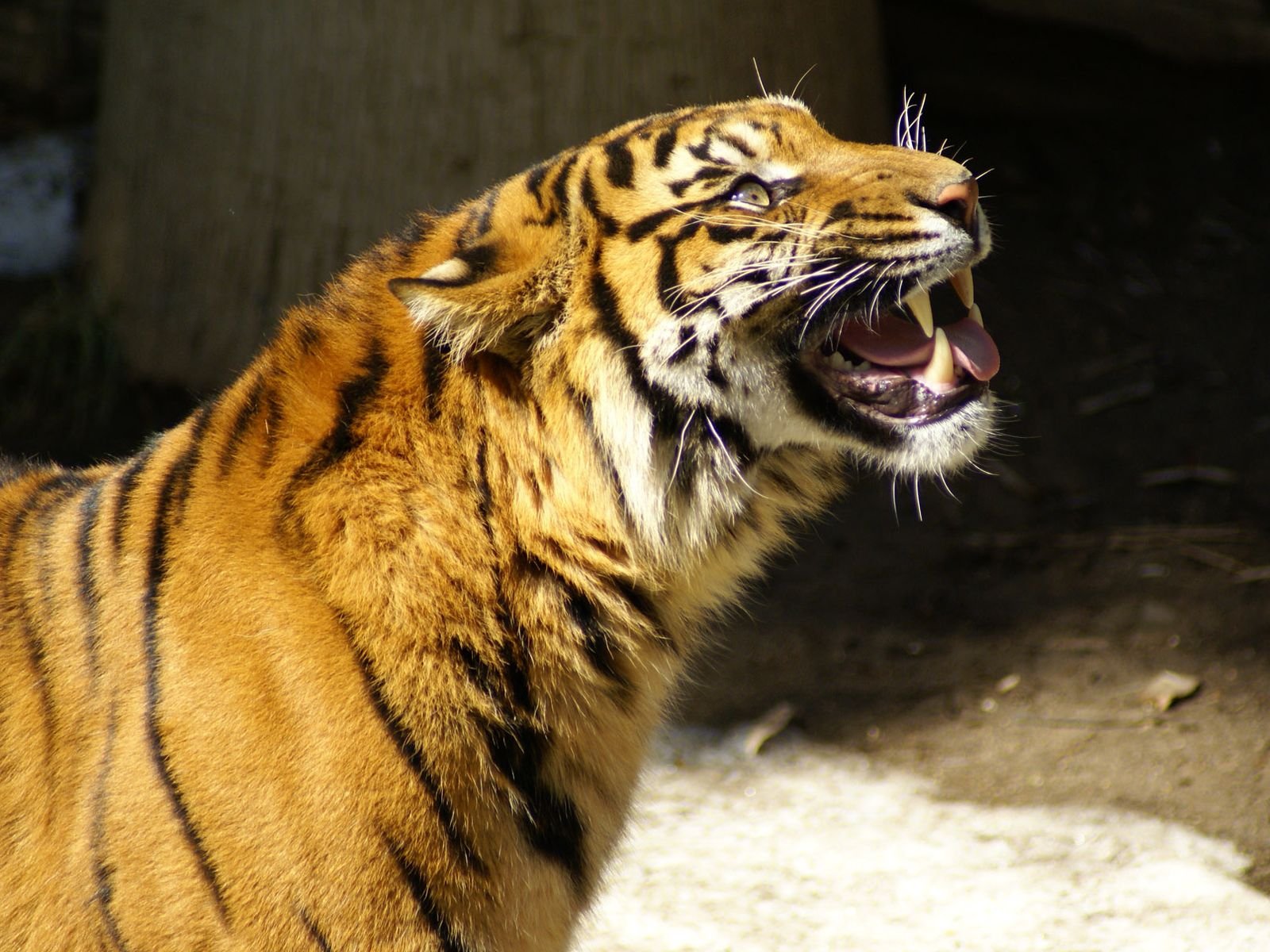 tiger knurrt windet sich mit der schnauze die augen sind auf dem ausrollen