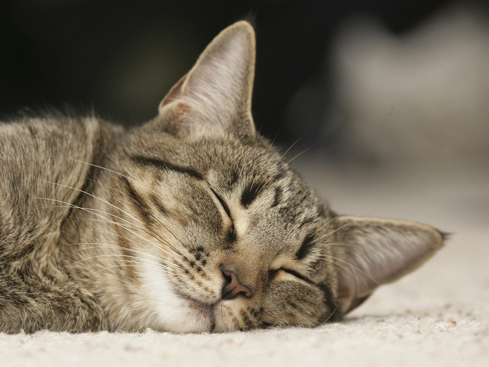 gato dormir dormir alfombra