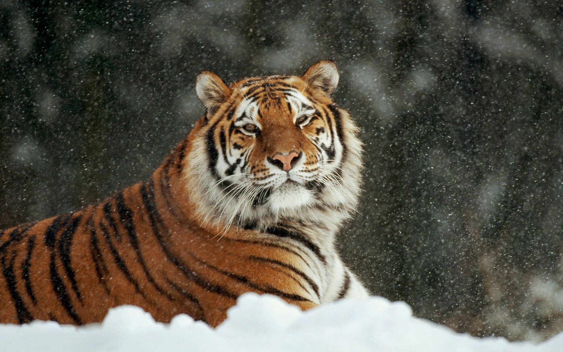 tigre gato nieve invierno appr se encuentra