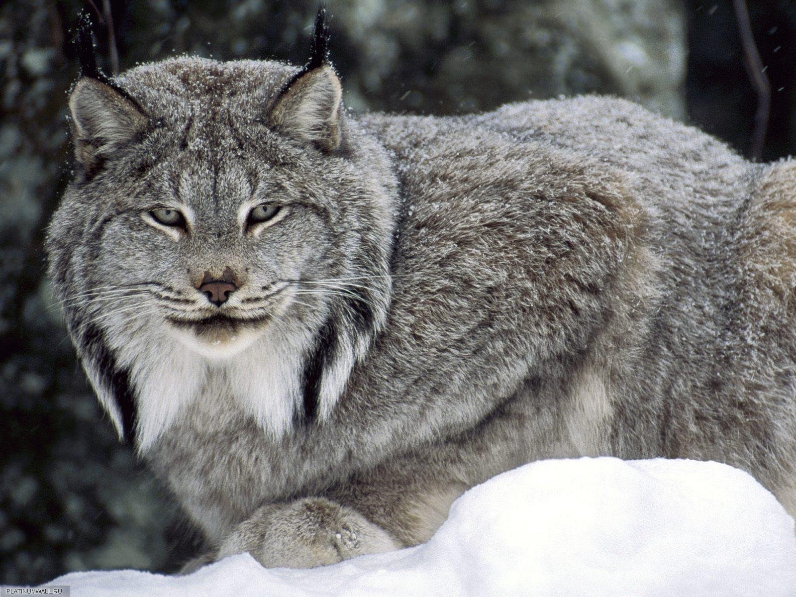 forêt hiver yeux lynx