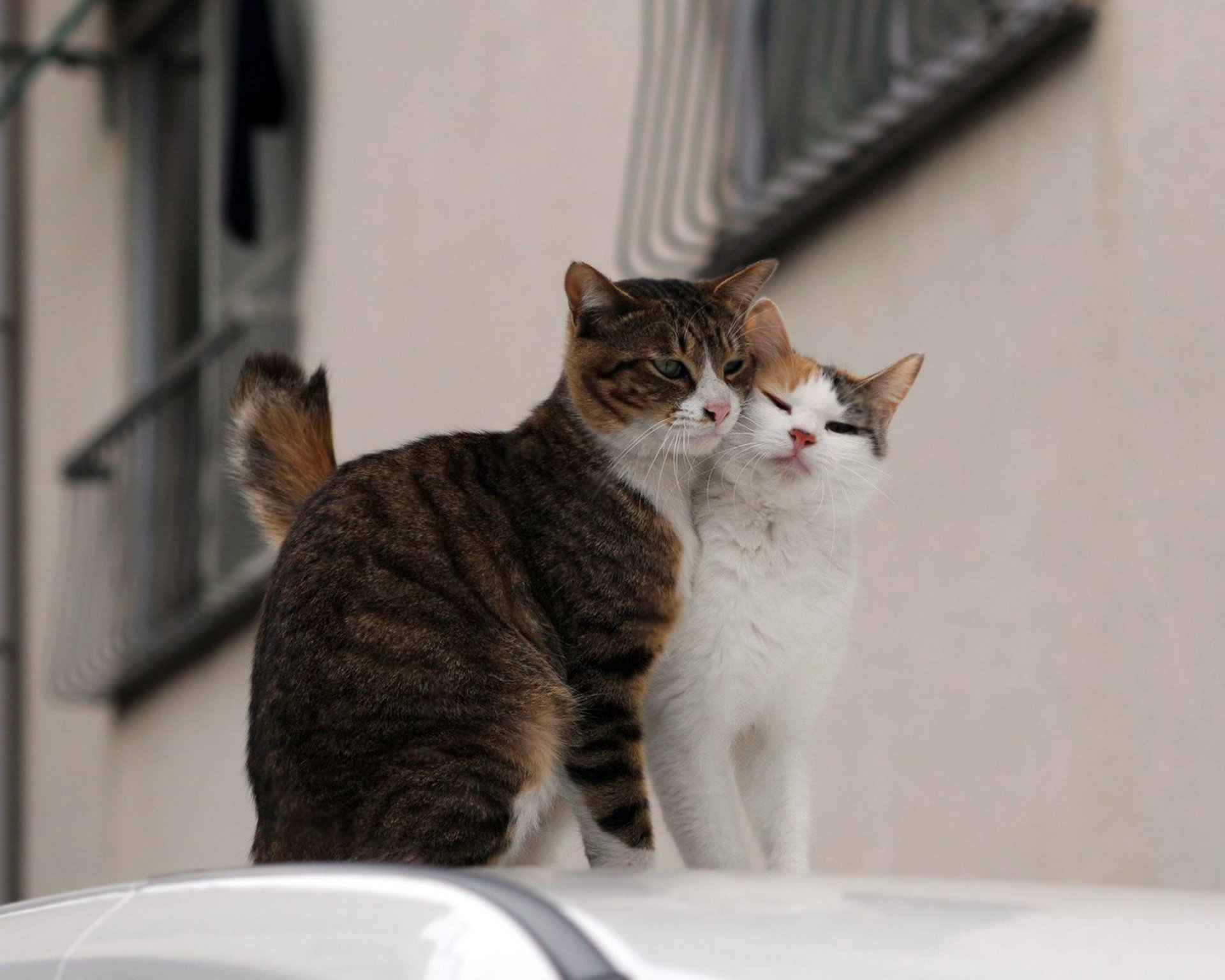 katzen paar straße liebe