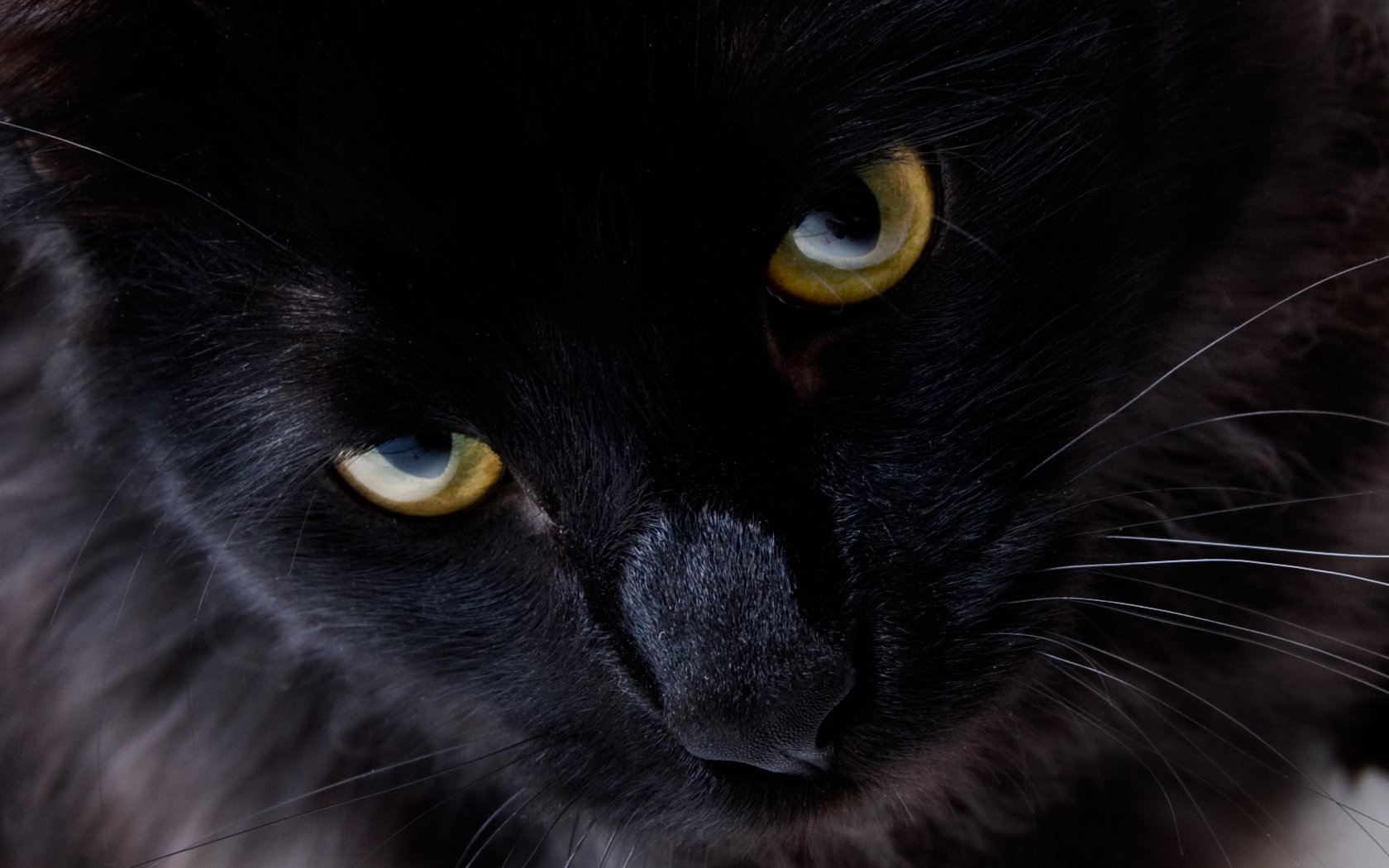 gato negro gato ojos mirada