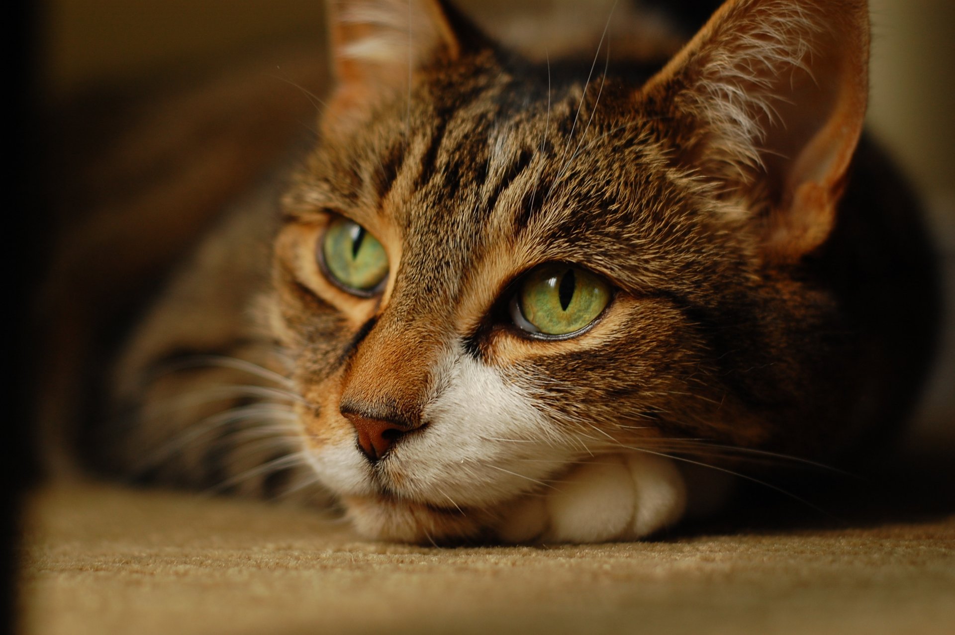 gatto sguardo si trova