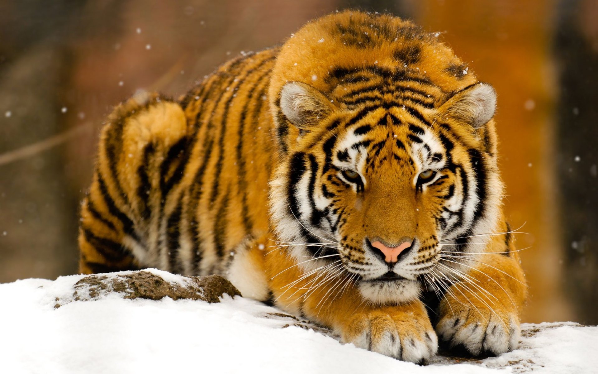 tigre nieve invierno bestia depredador pelirroja