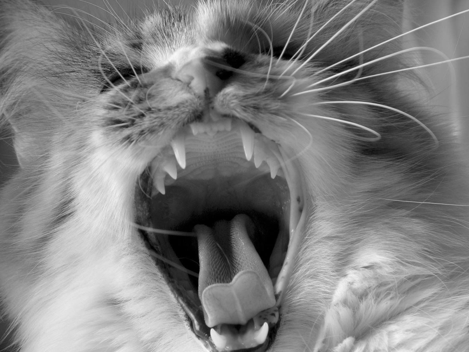 gatto bianco e nero lingua baffi zanne denti