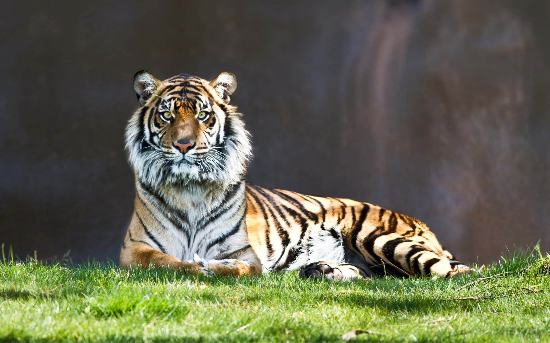 tiger muschi gestreift blick