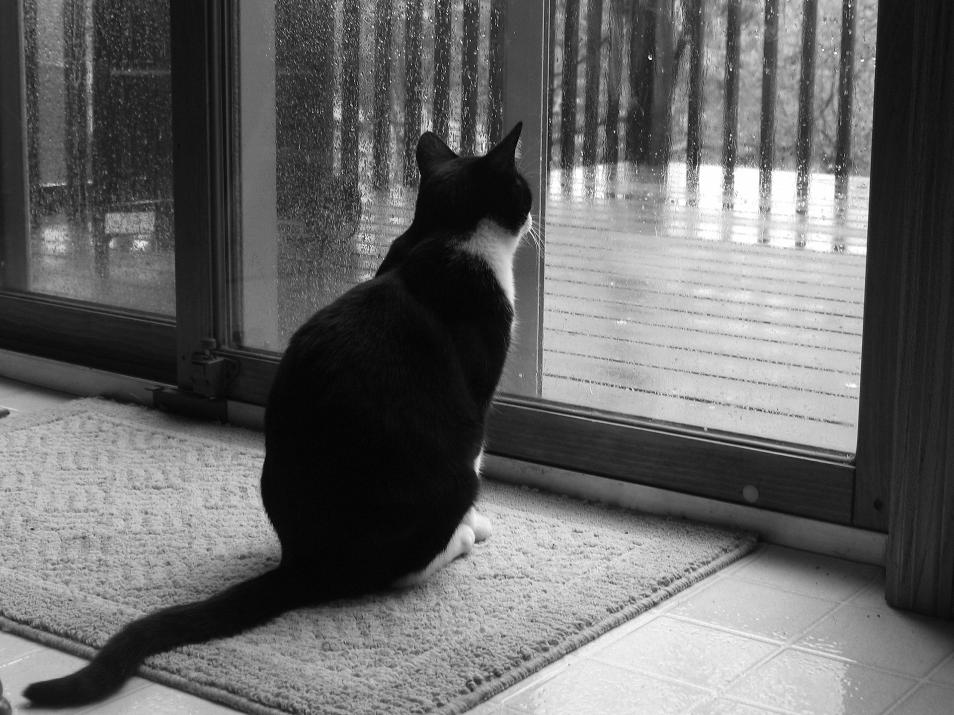 black and white cat window rain sadne