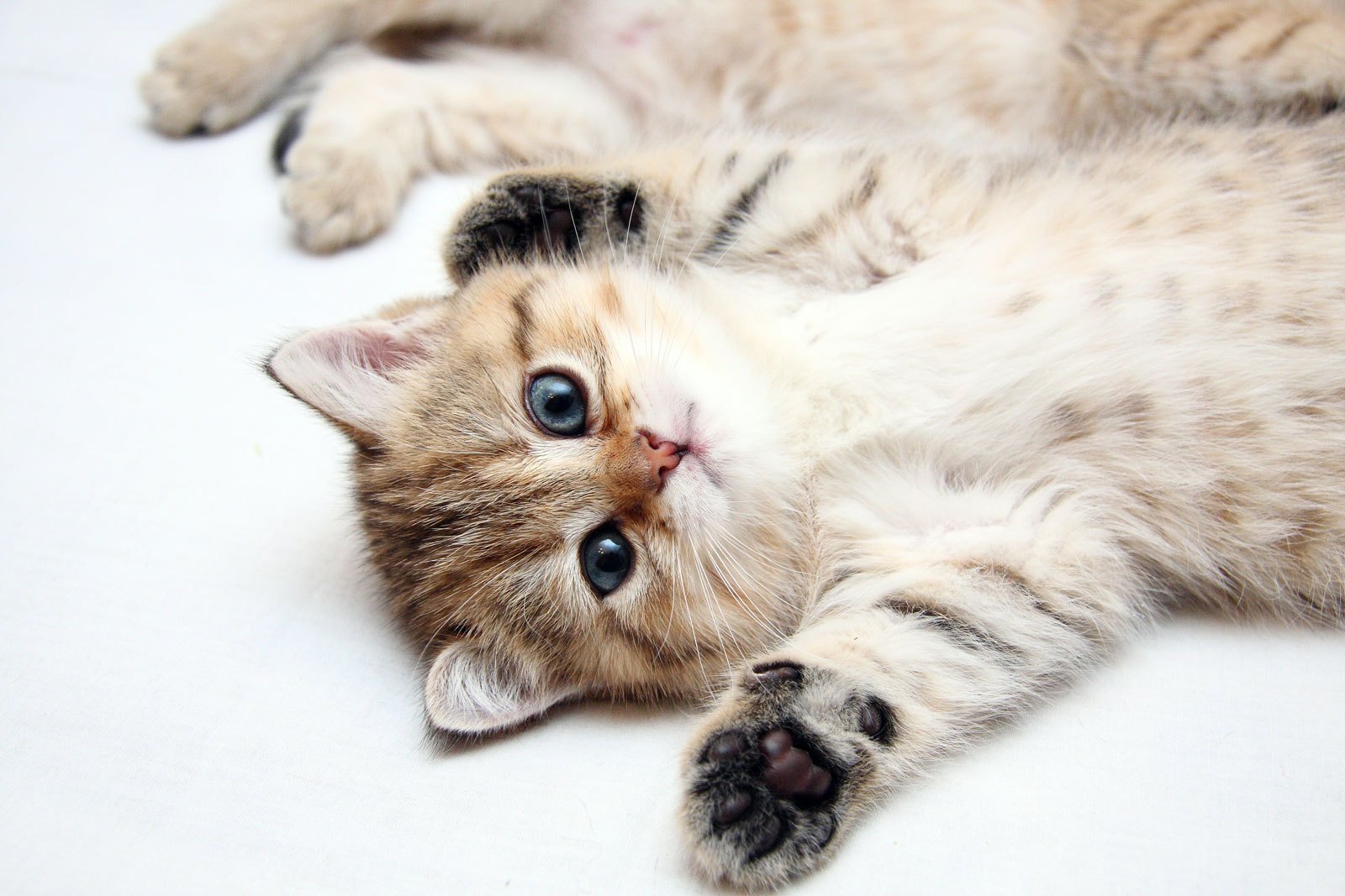 kitten cat cute