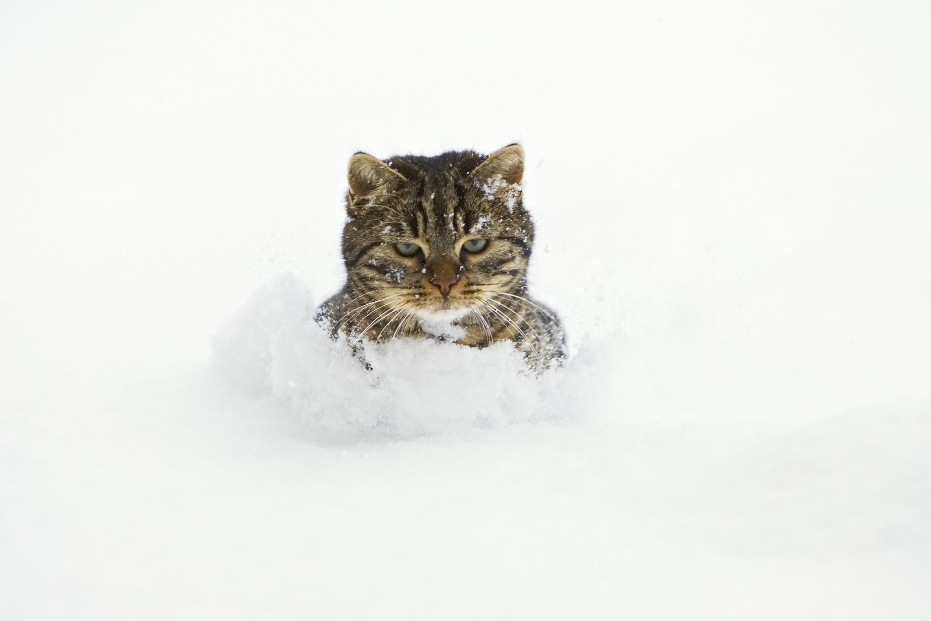 katze schnee drifts