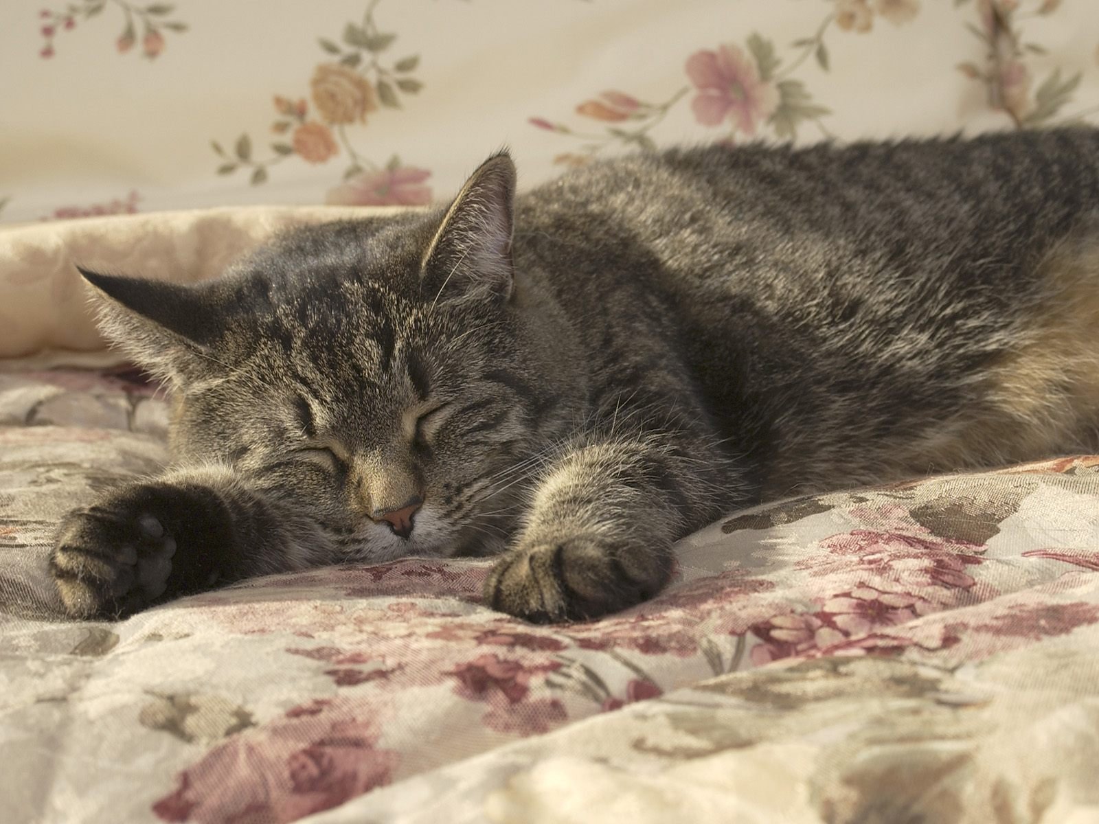 gato gato sueño manta