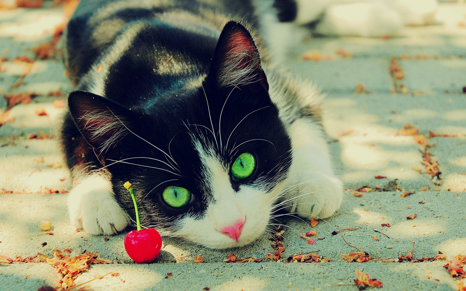 gato ojos cereza