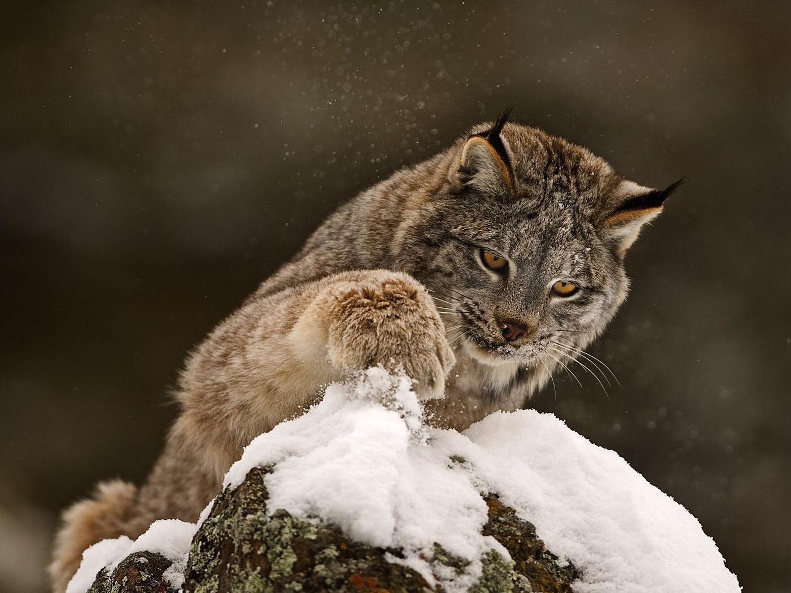 lynx the beast predator winter snow paw cat