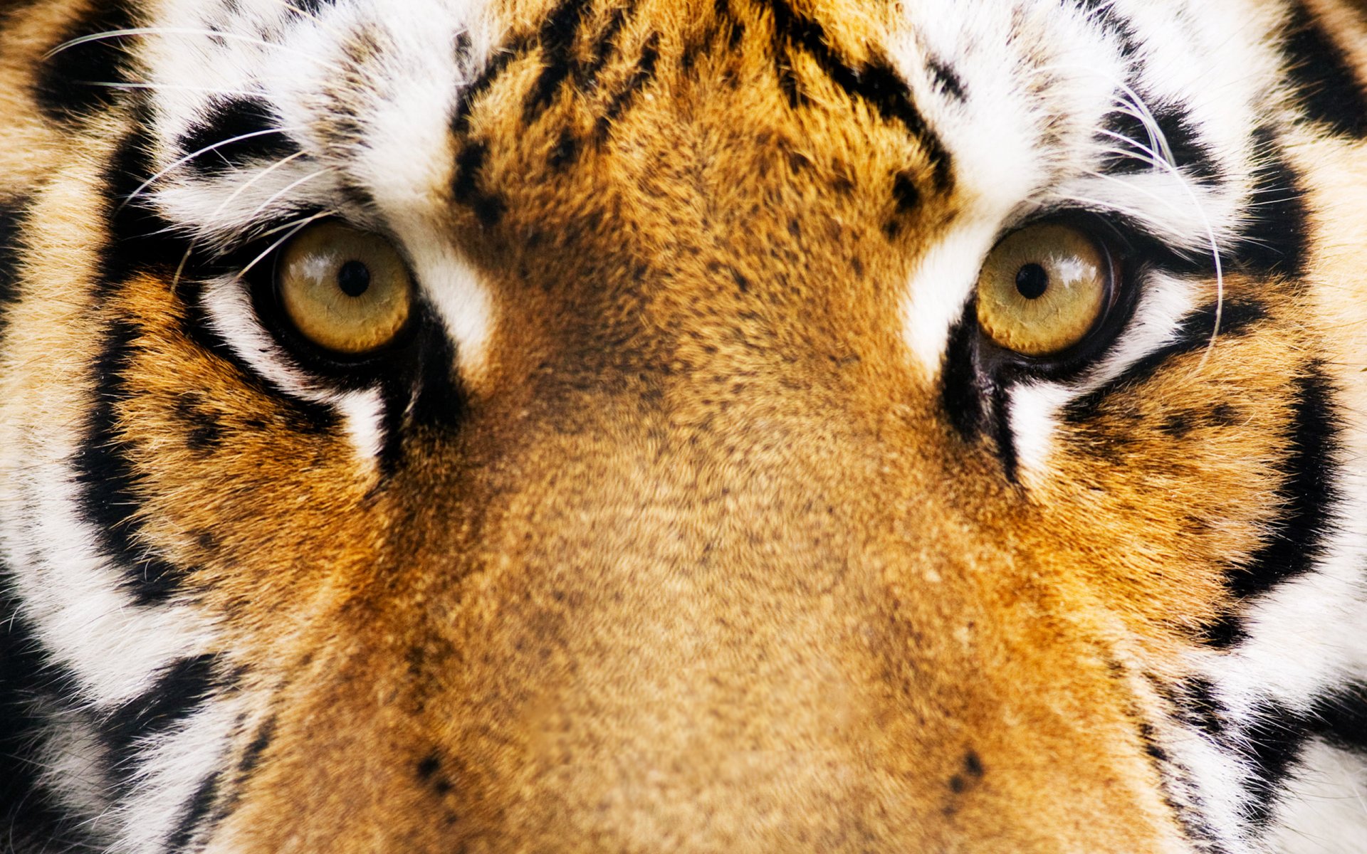 tigre yeux museau rayures