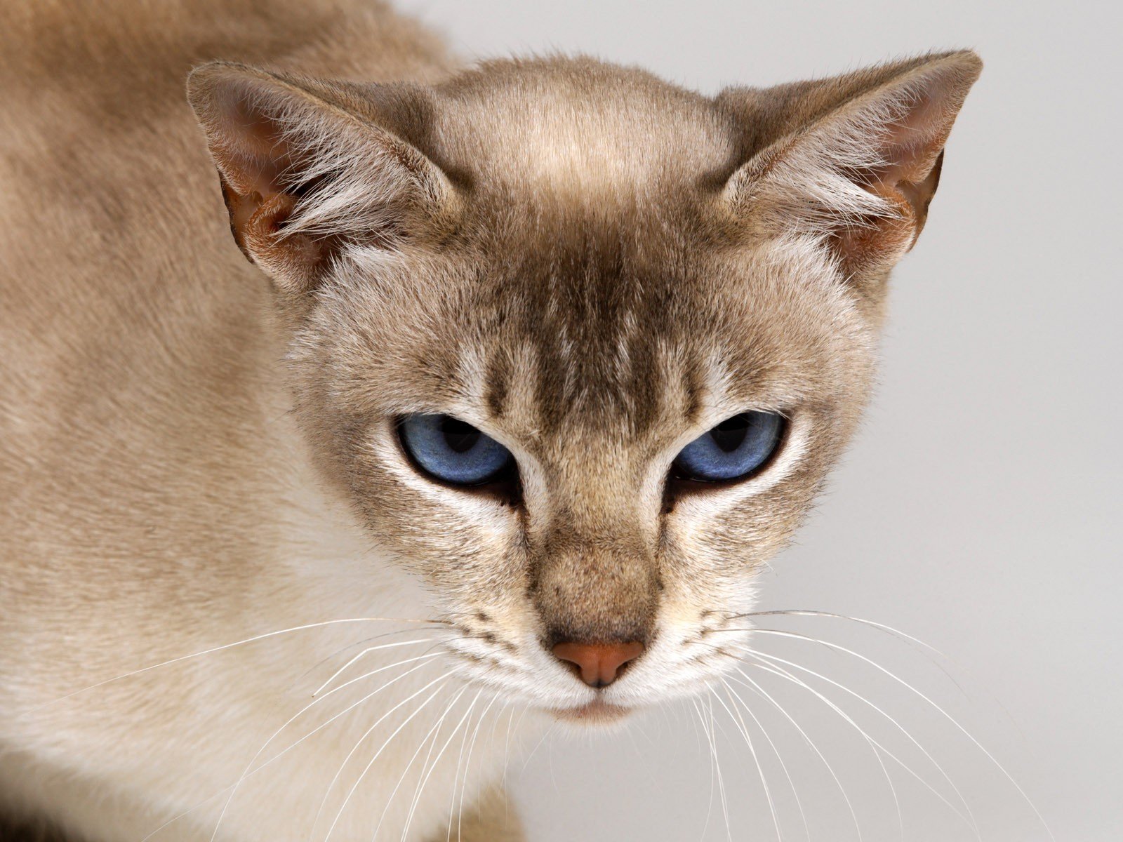 mirada estado de ánimo carácter