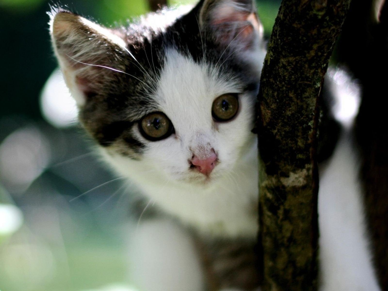 ramo di un albero gattino muso carino