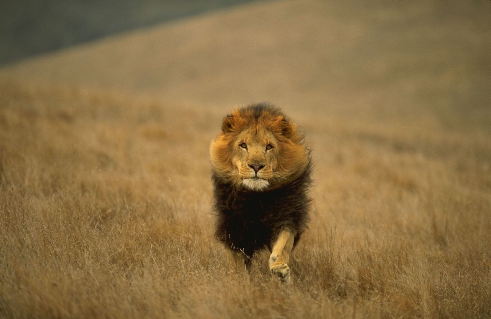 animal prédateur chat roi tous animaux lion