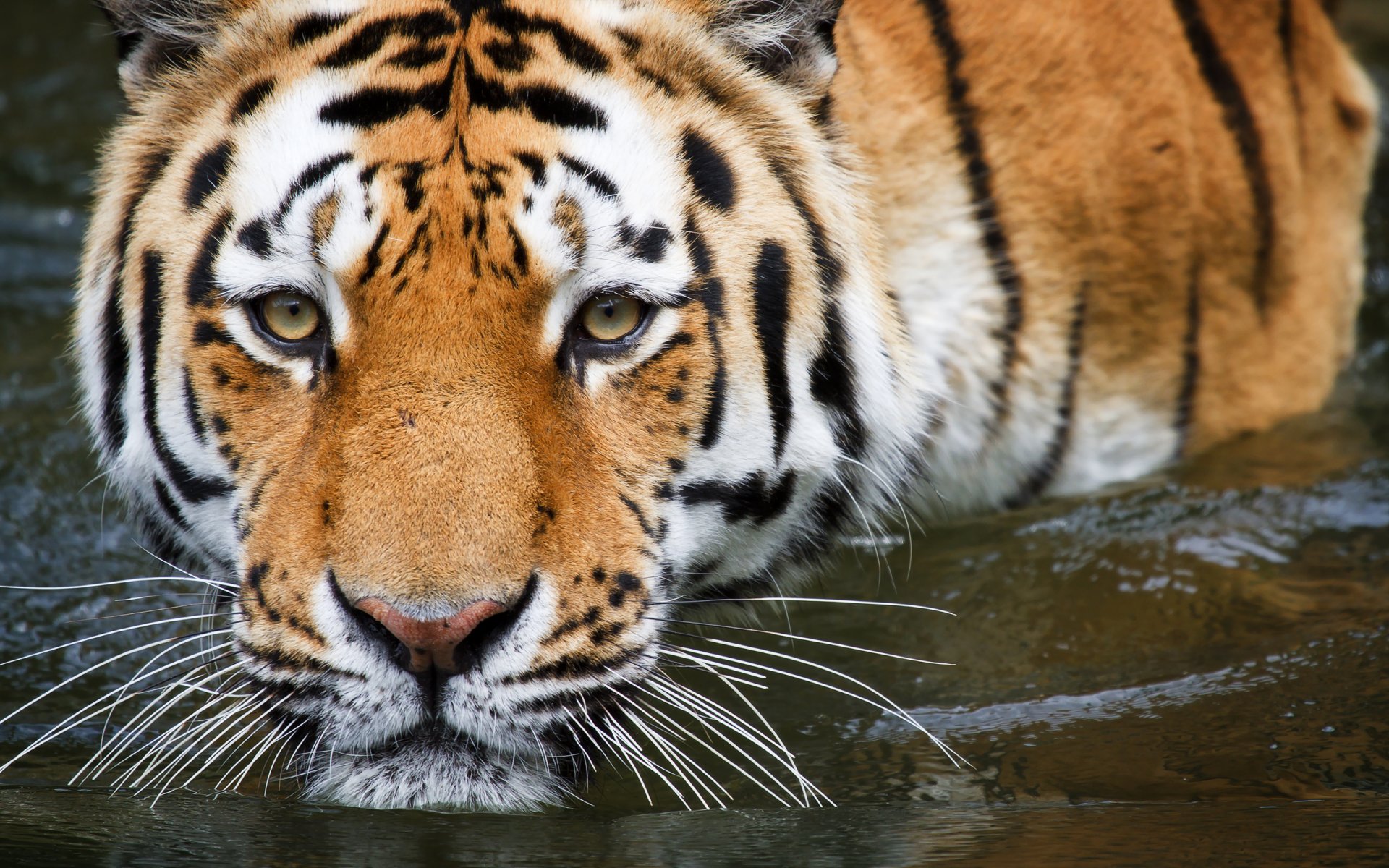 tiger wasser baden