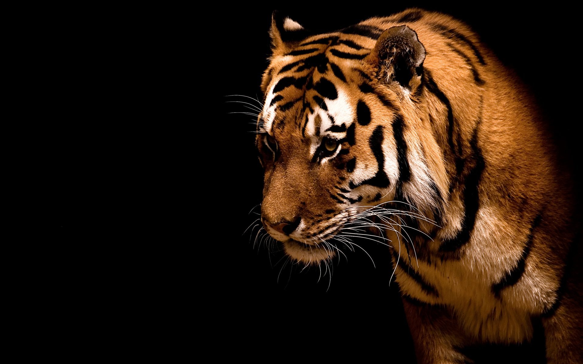 tigre gatti selvatici strisce bestia predatore