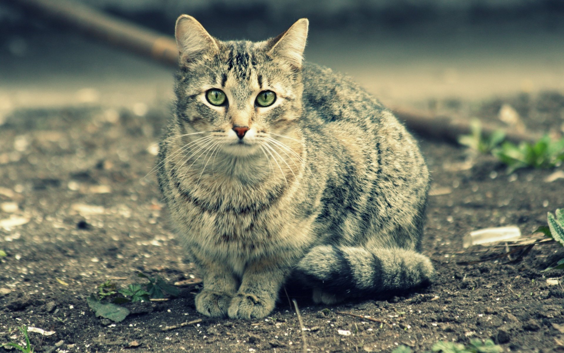 chat drôle yeux