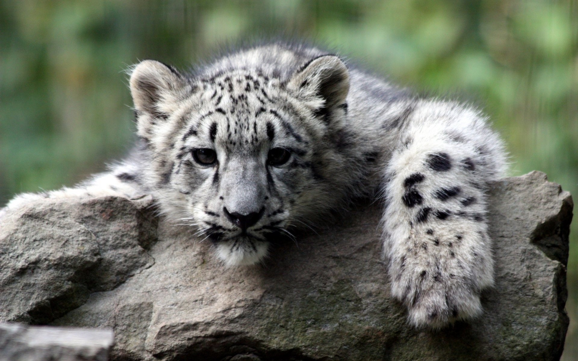 cucciolo di tigre triste pietra