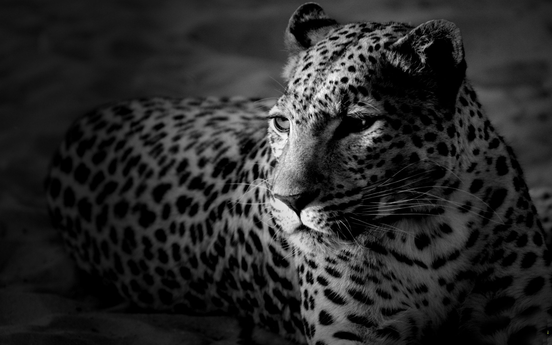 leopardo hocico