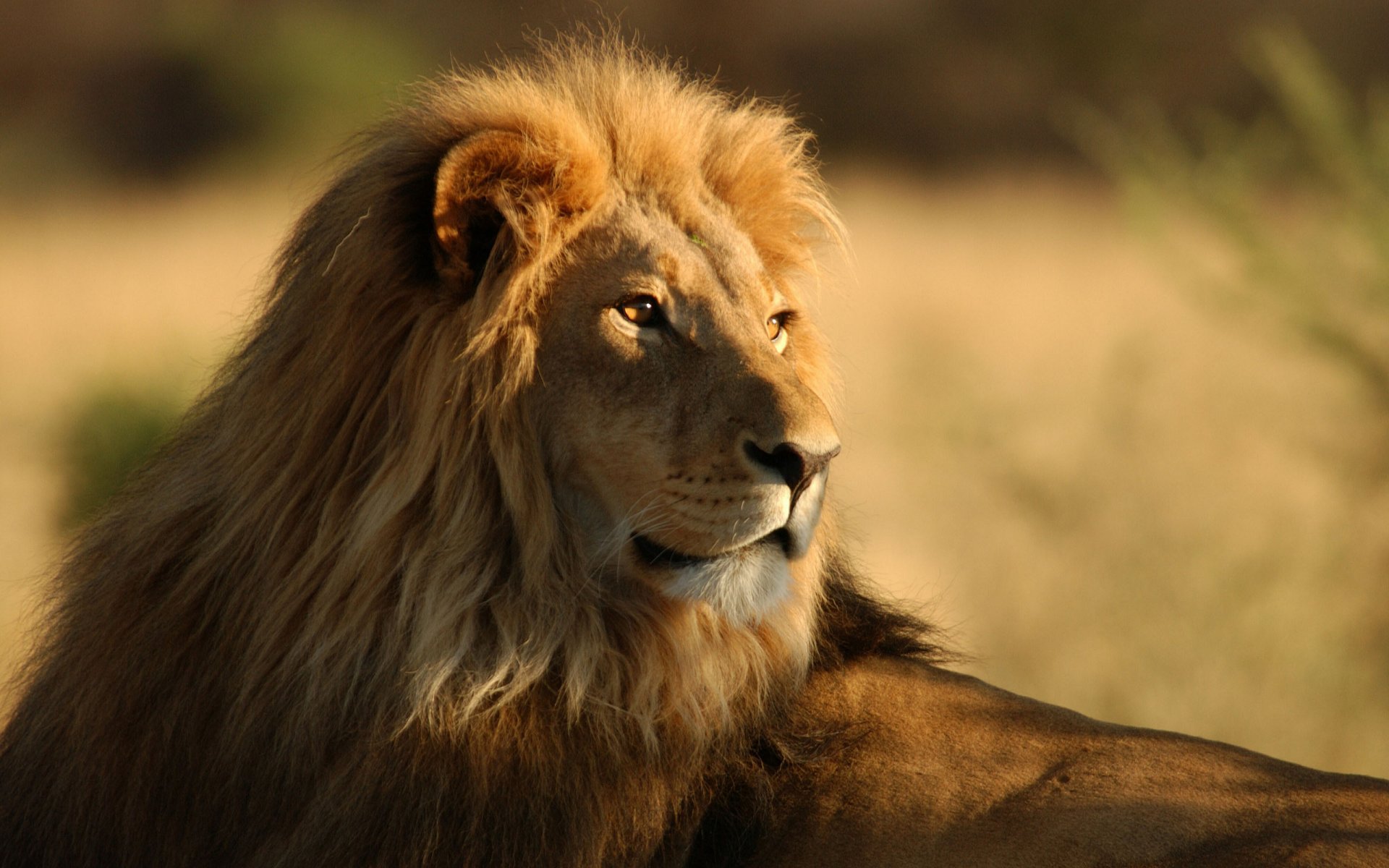 animales leones gatos salvajes áfrica sabana gatos salvajes leones