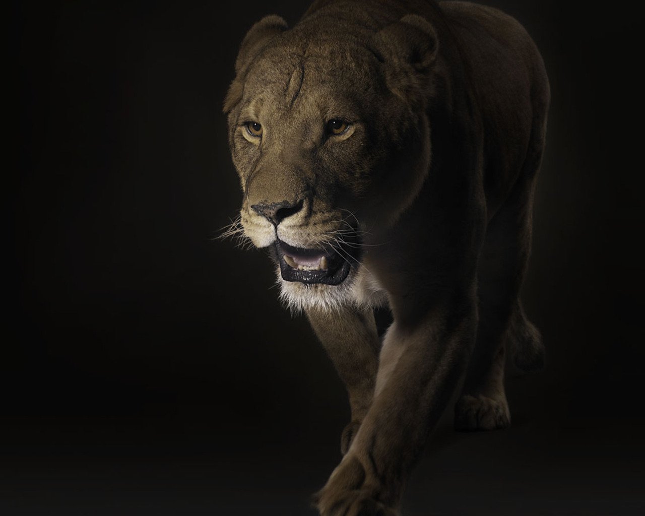 lioness predator black