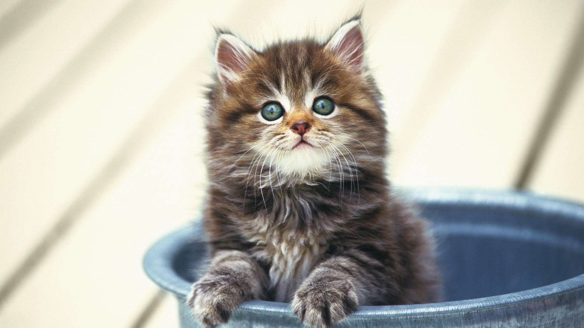 kitten small furry in a bucket