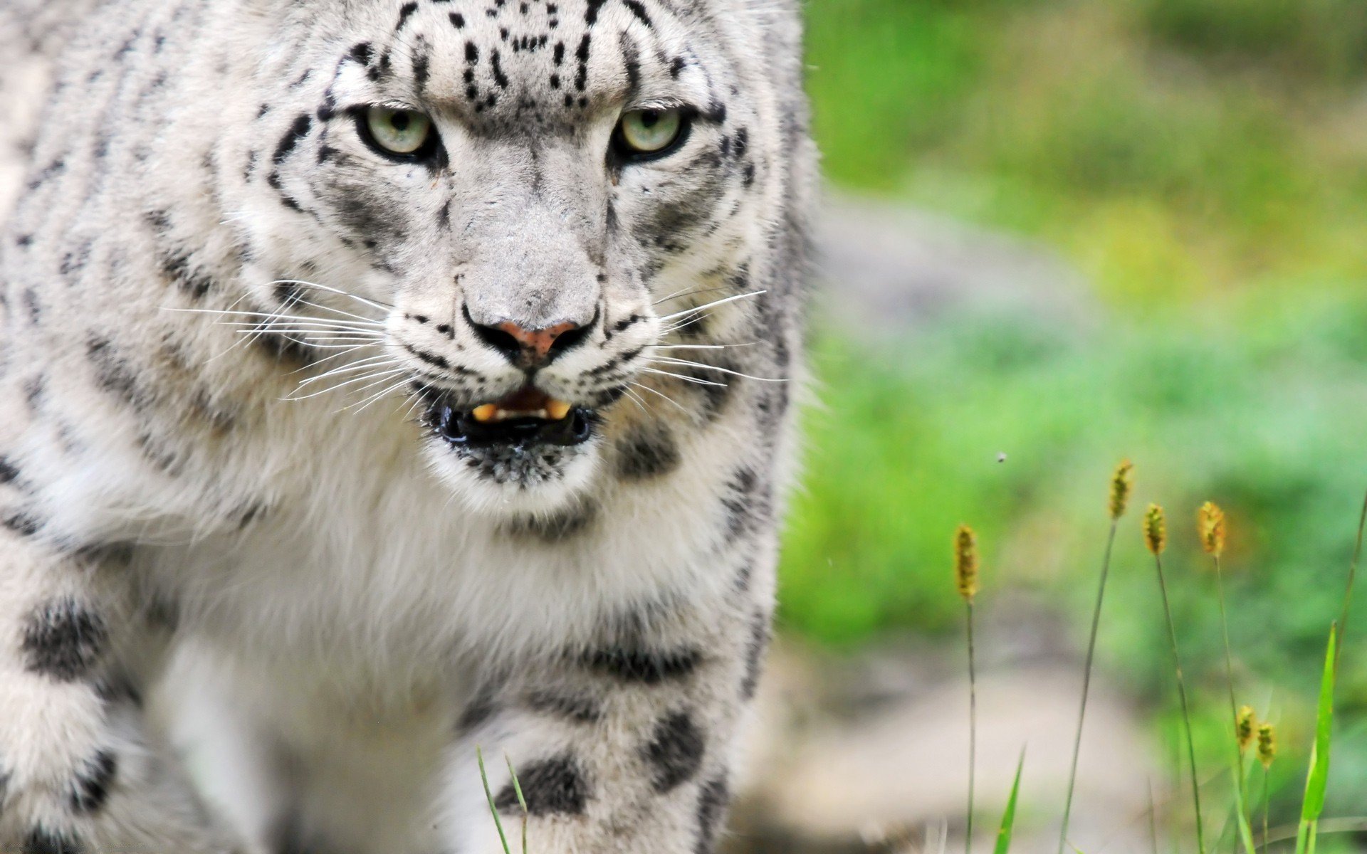 tiere katze kätzchen augen warten tiere