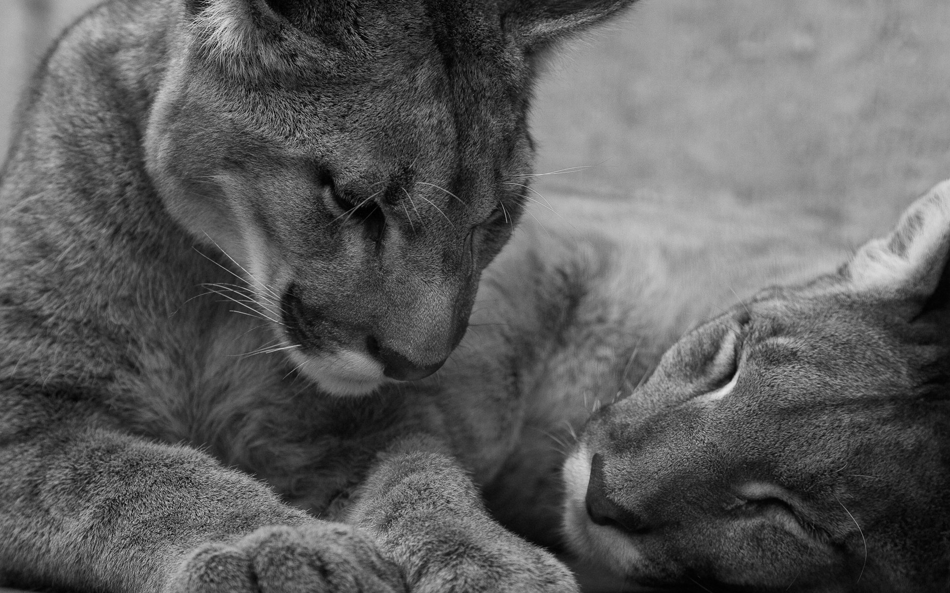 tigres couple sommeil fatigue