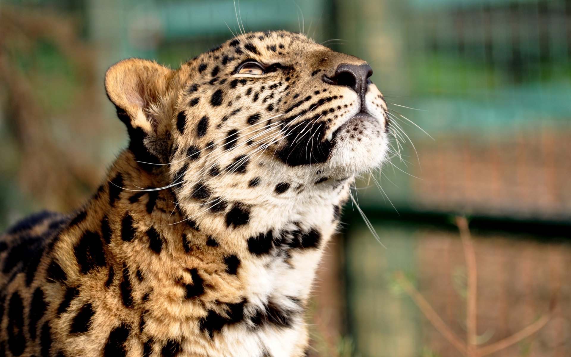 leopardo ensoñación cabeza