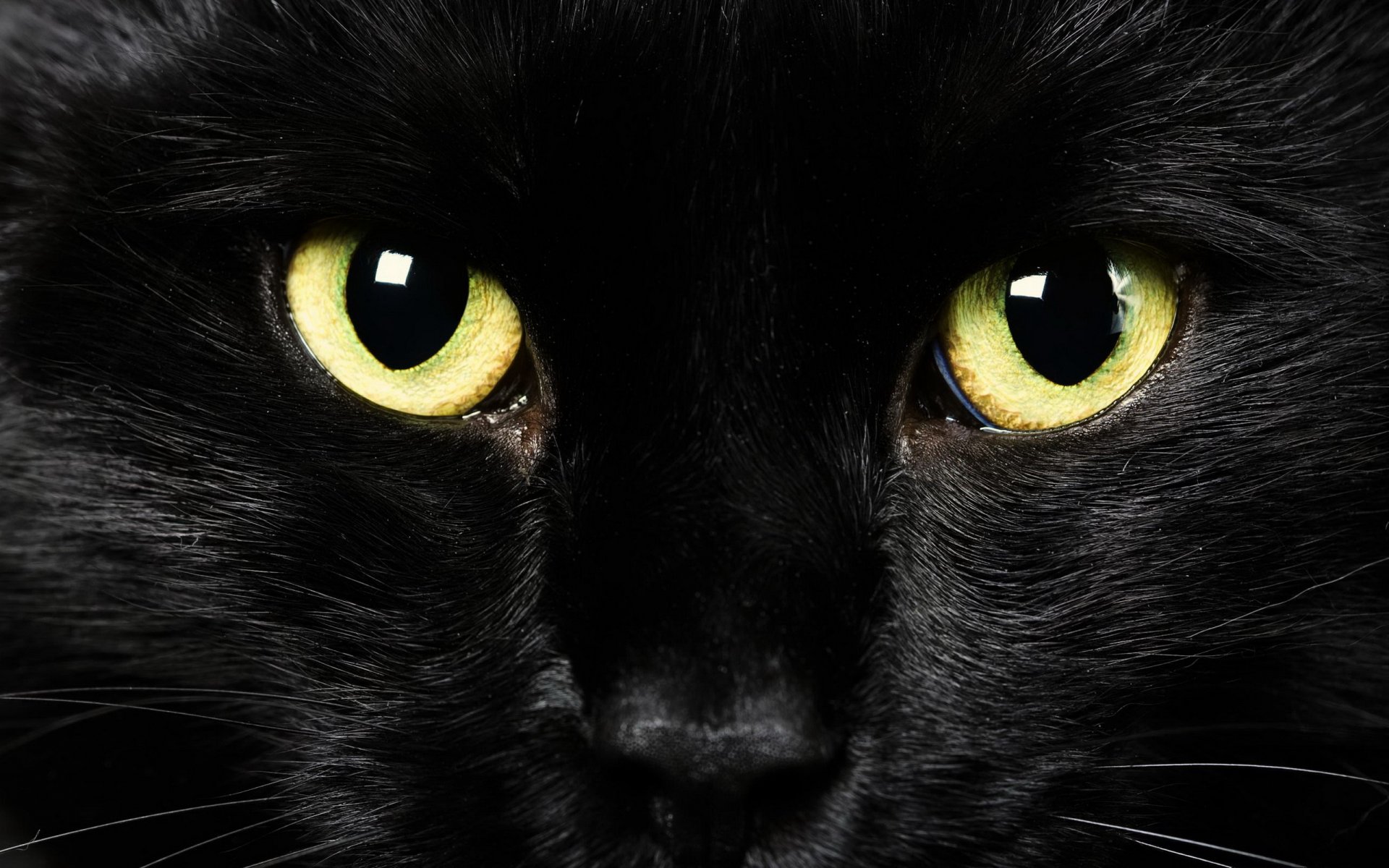 yeux vue fond chat noir