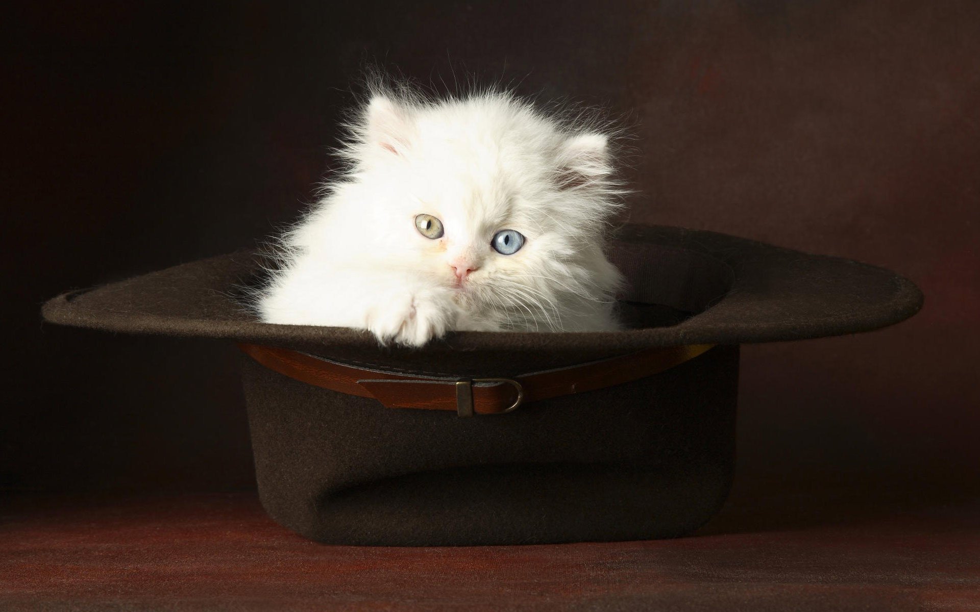 gatito blanco peludo sombrero ojos