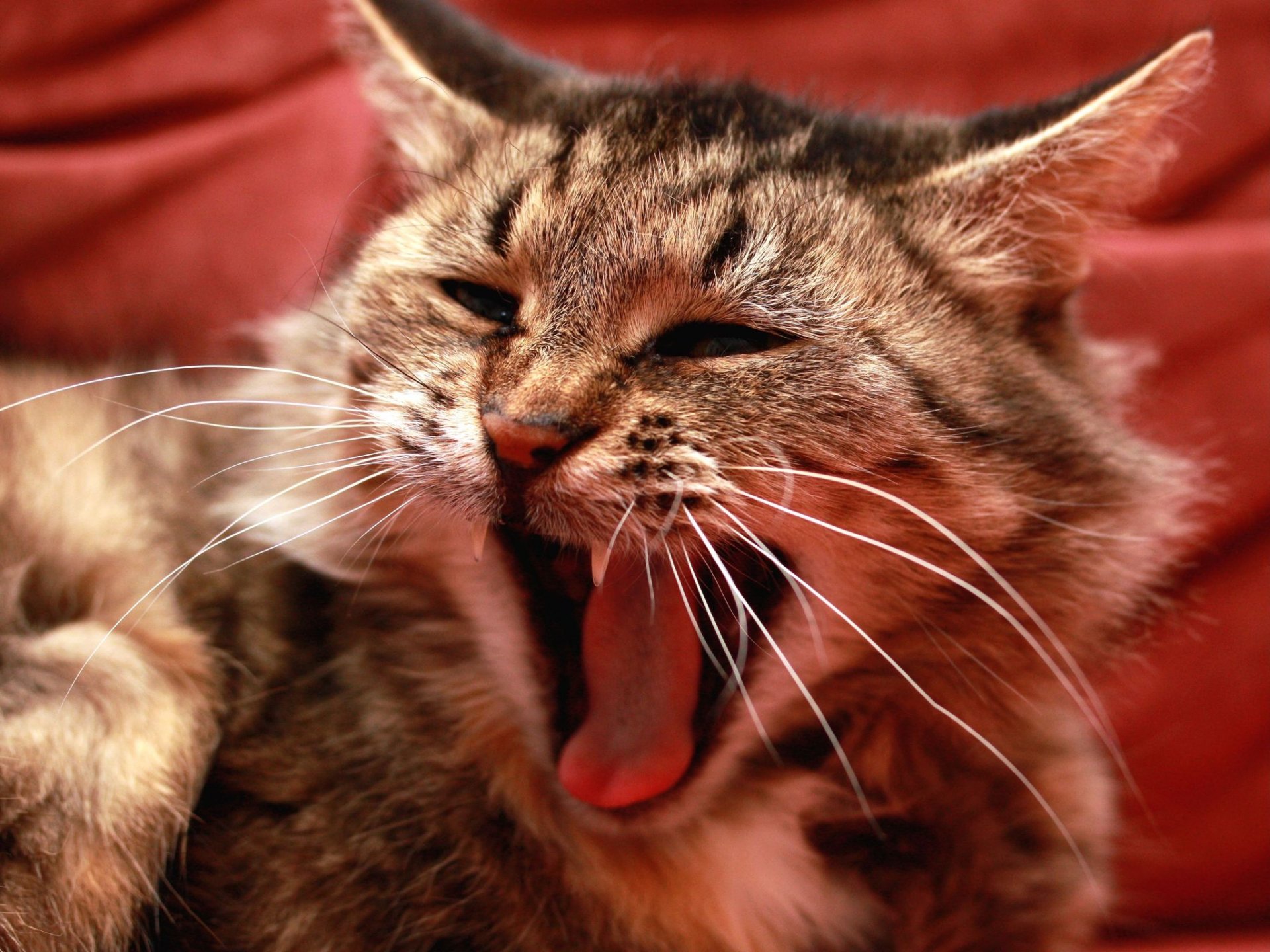 face mustache yawn