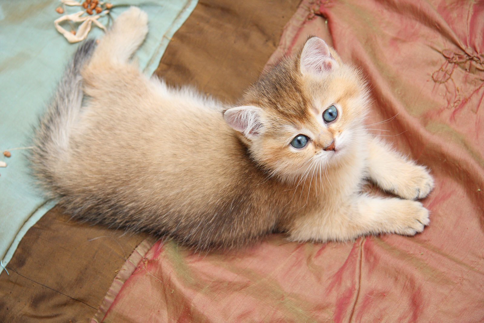 chat chaton rousse