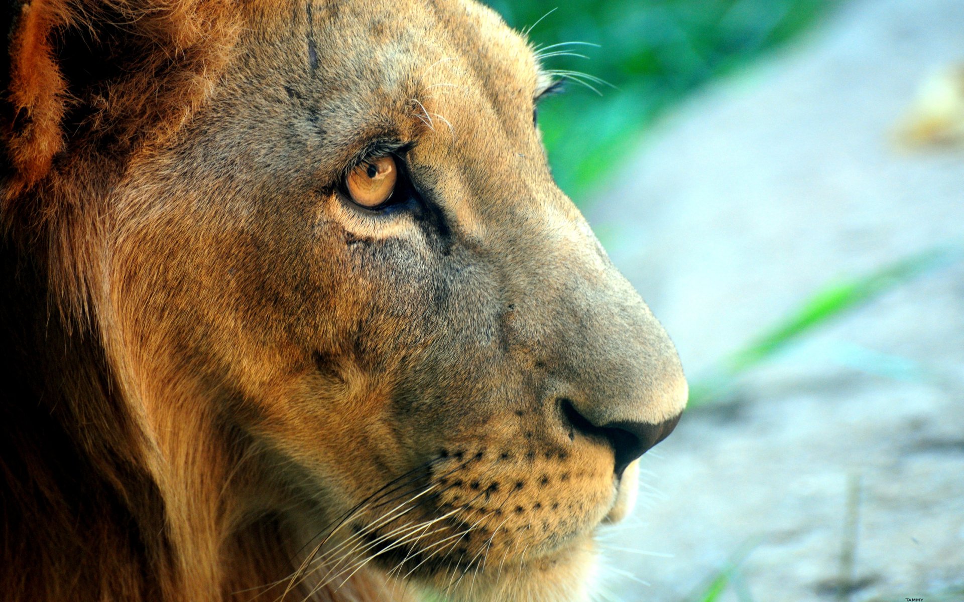 leone muso sguardo