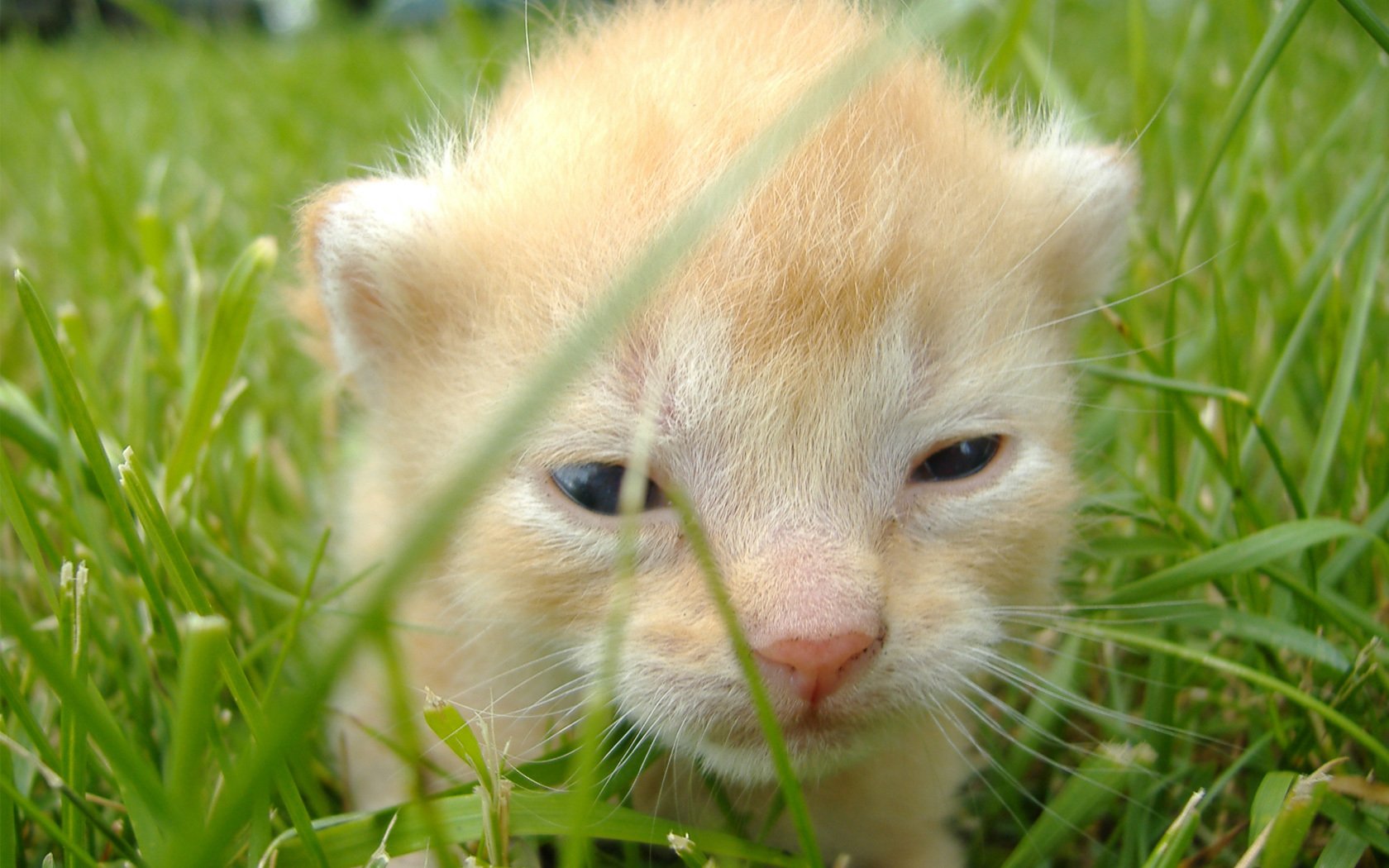 gattino giovane erba