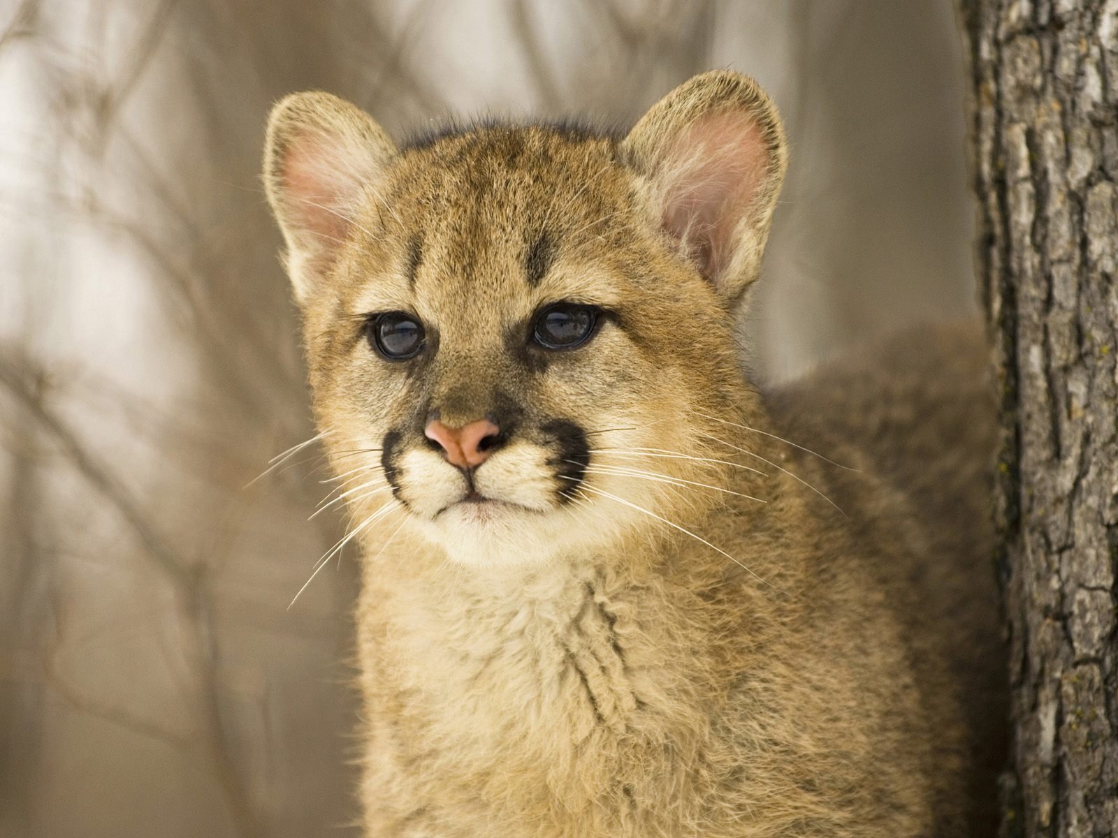 joven cazador de cerca mirada