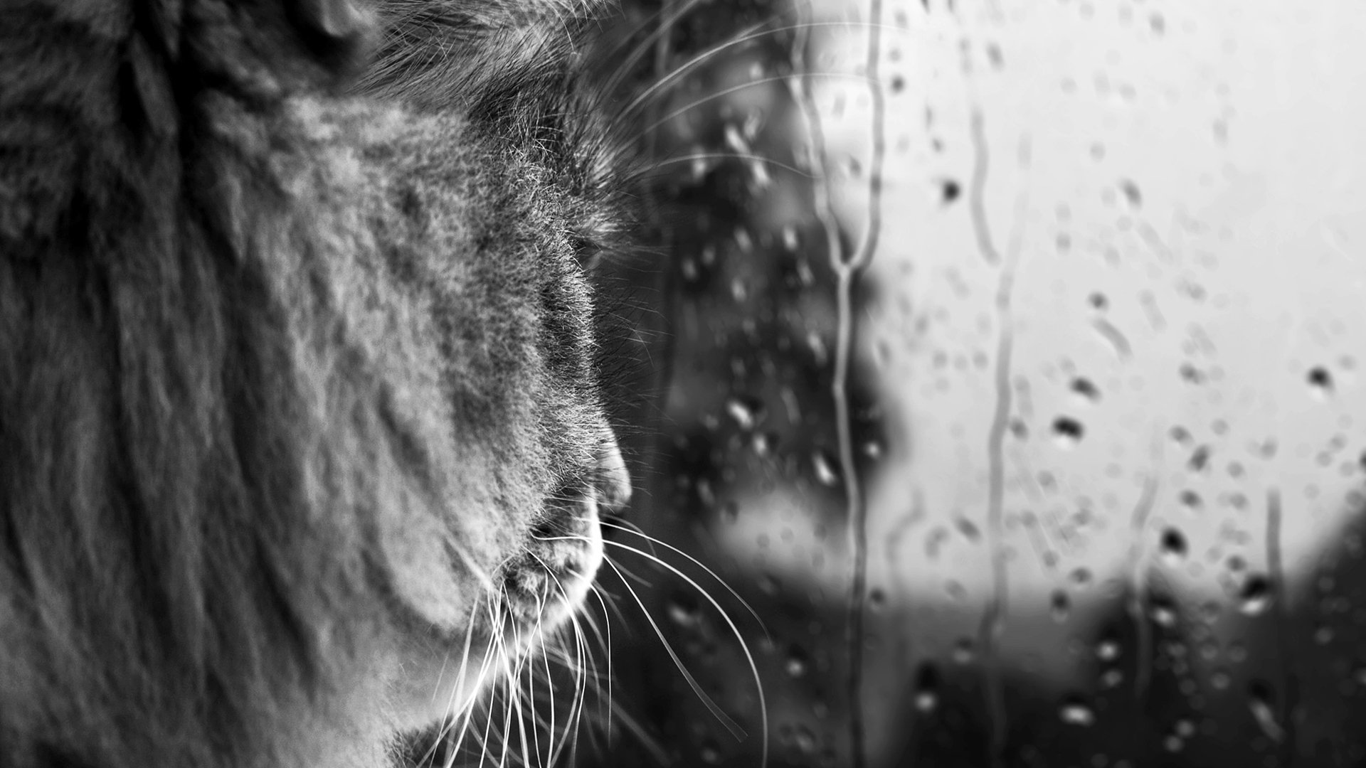 cat mustache black and white drops glass rain