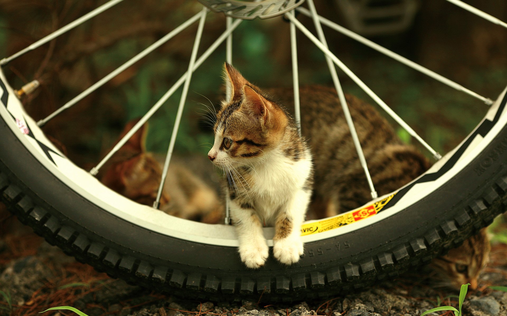 kitten wheel view needle