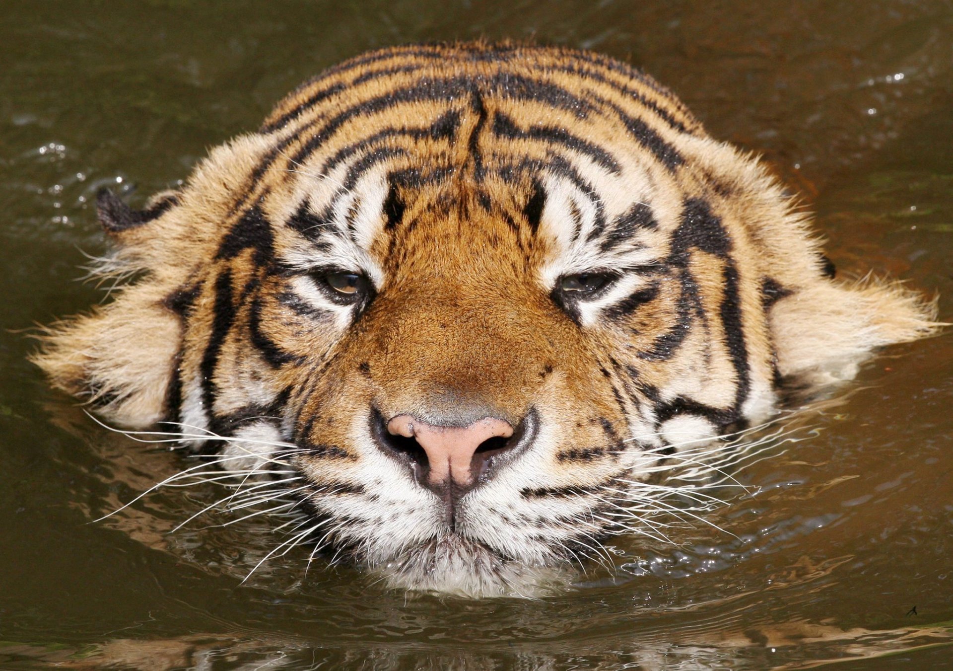 gatito tigre agua relajarse