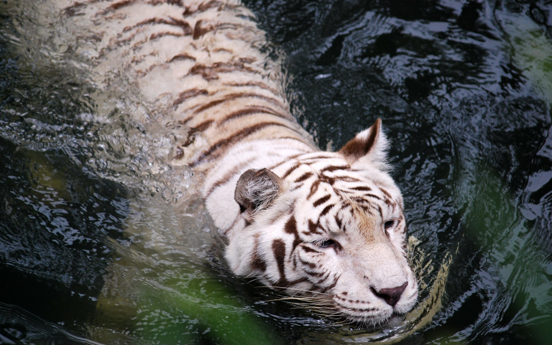 tiger water white