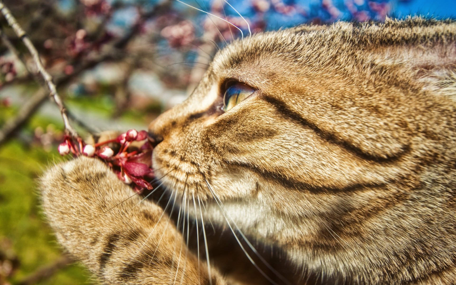 gato pata bigote rama flor