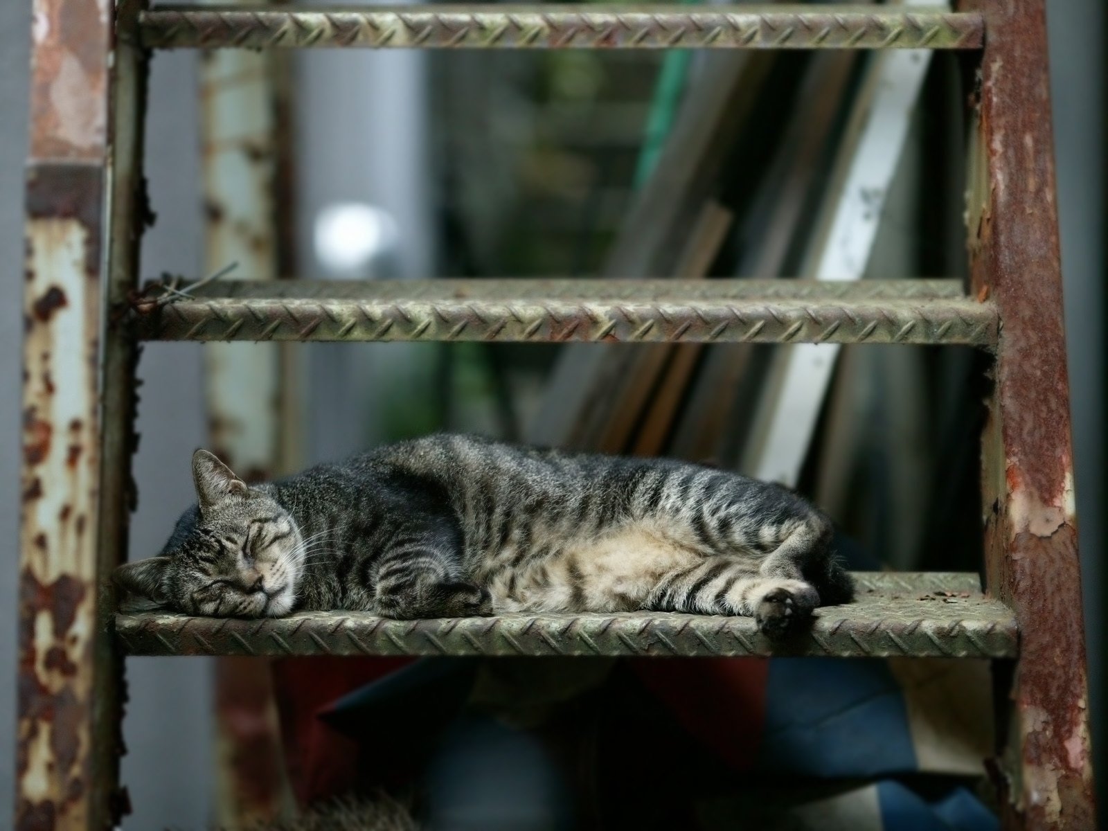 cat sleeping staircase