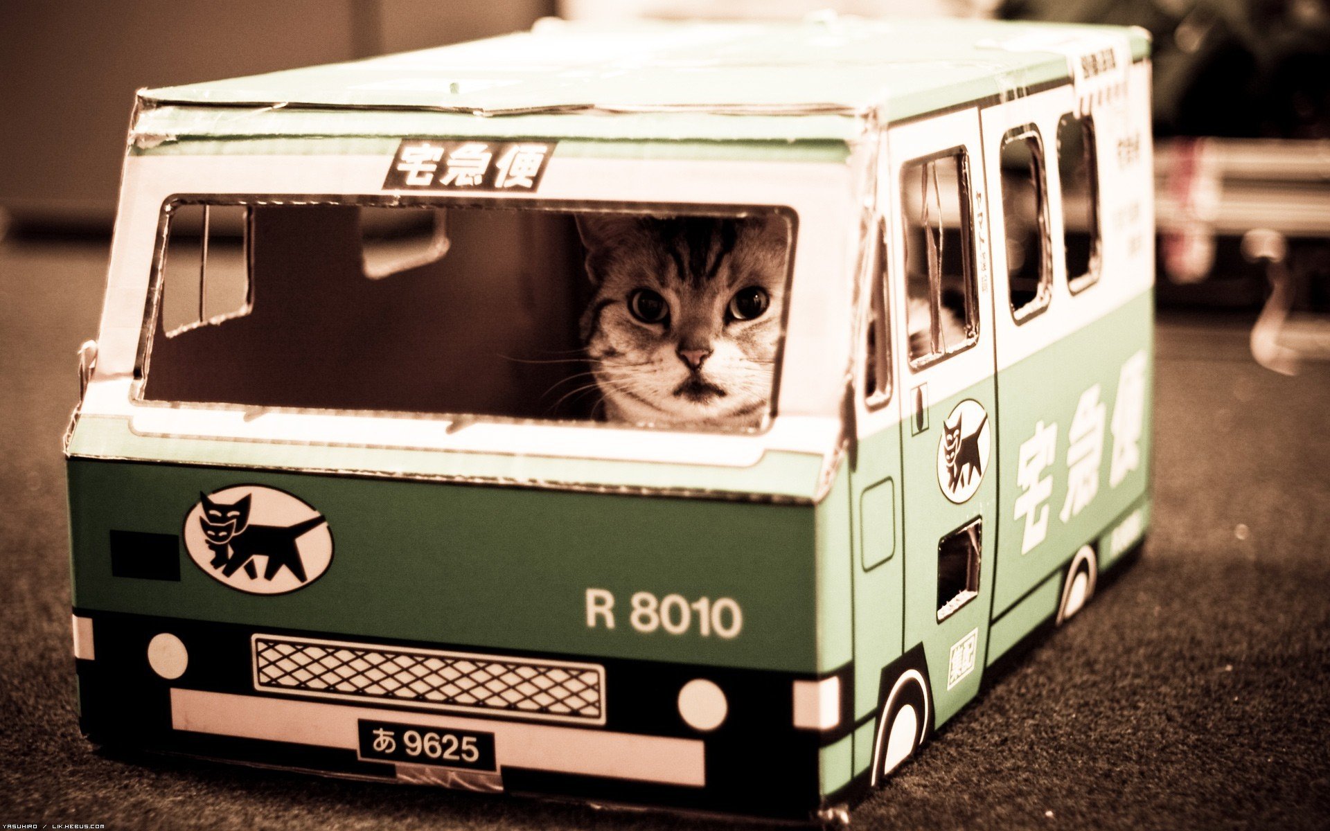 nekobasu autobús de gato gato