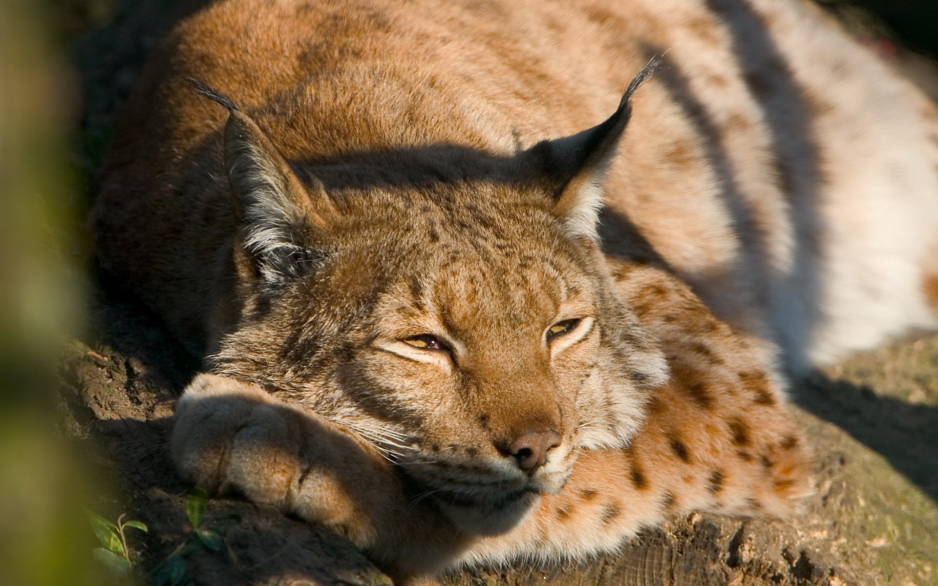 ris durmiendo en un árbol