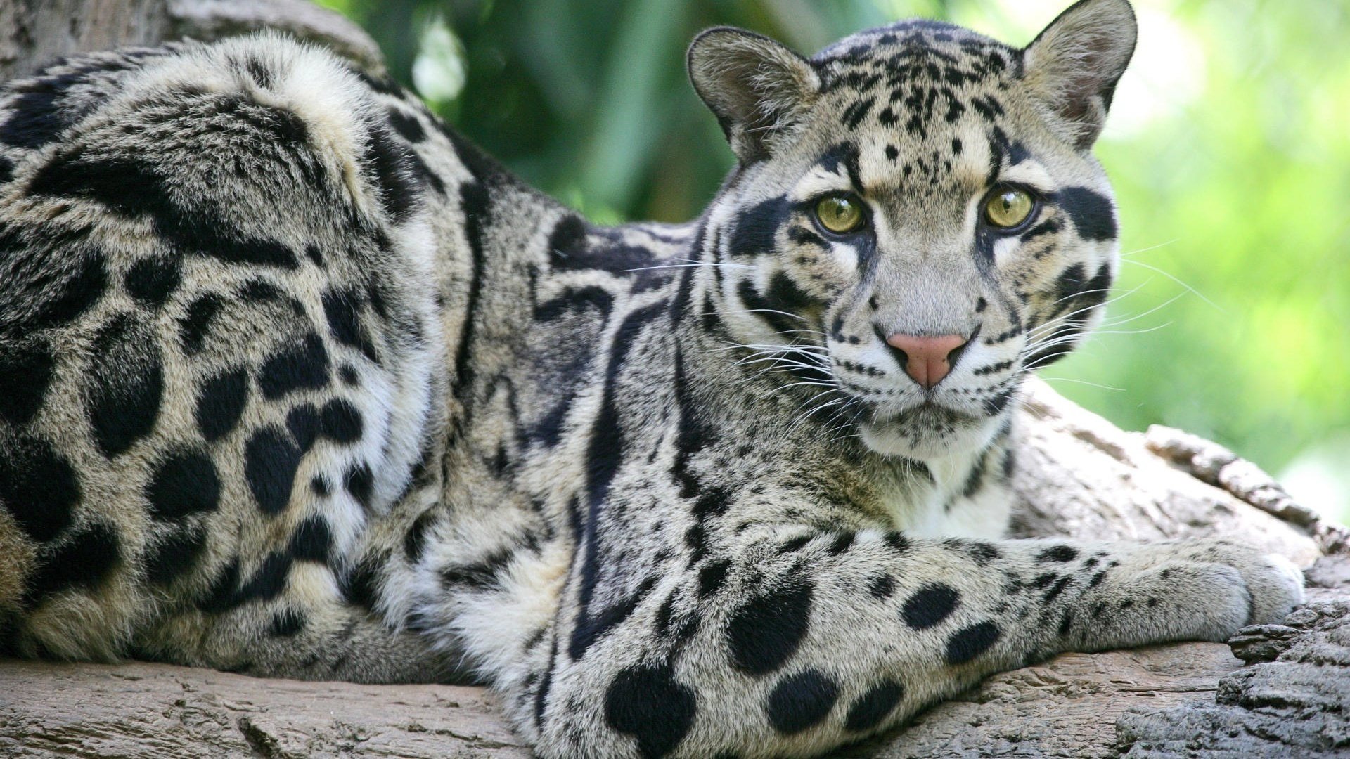 gato hocico ojos manchas