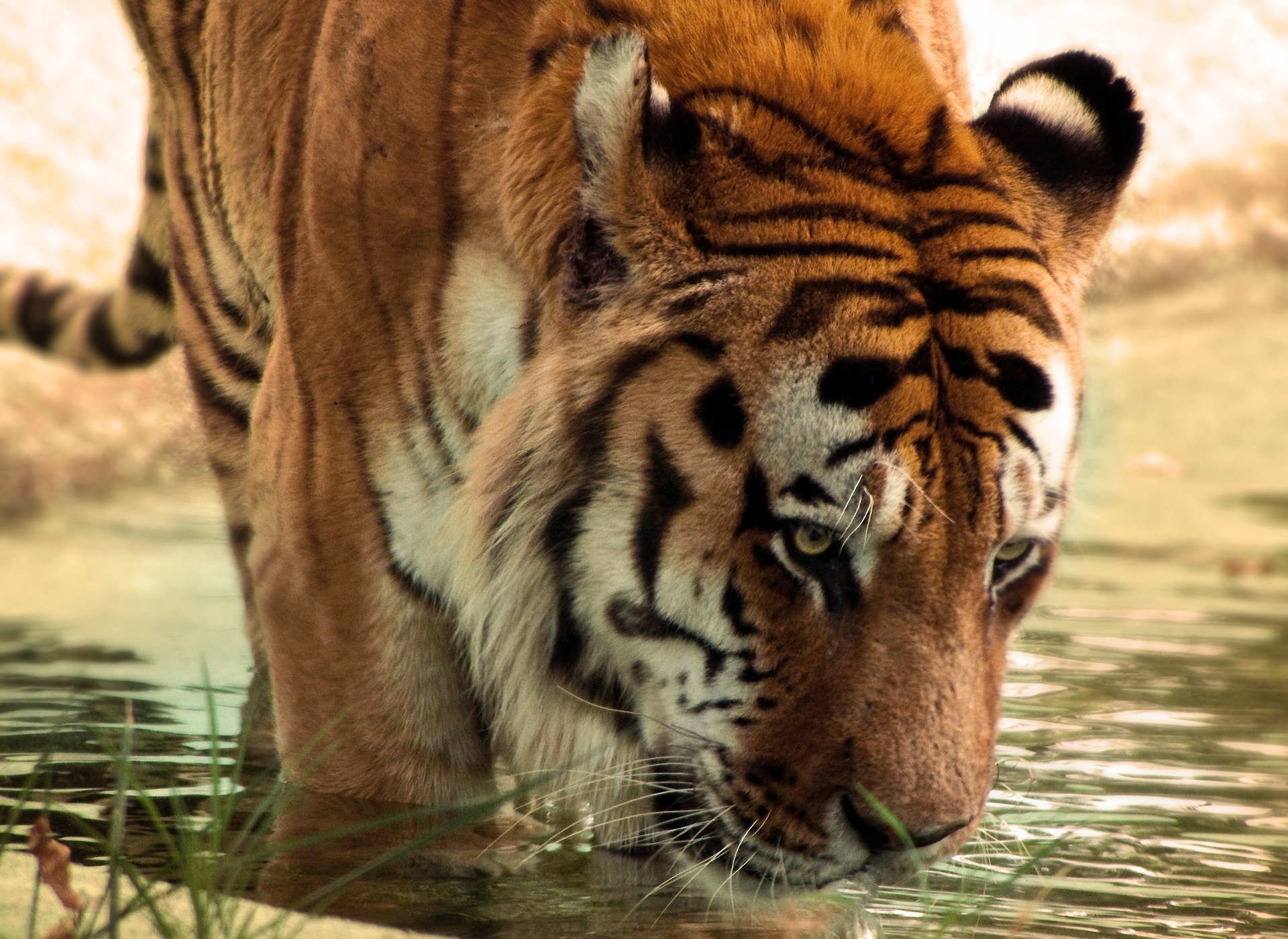 tiger trocken wasser