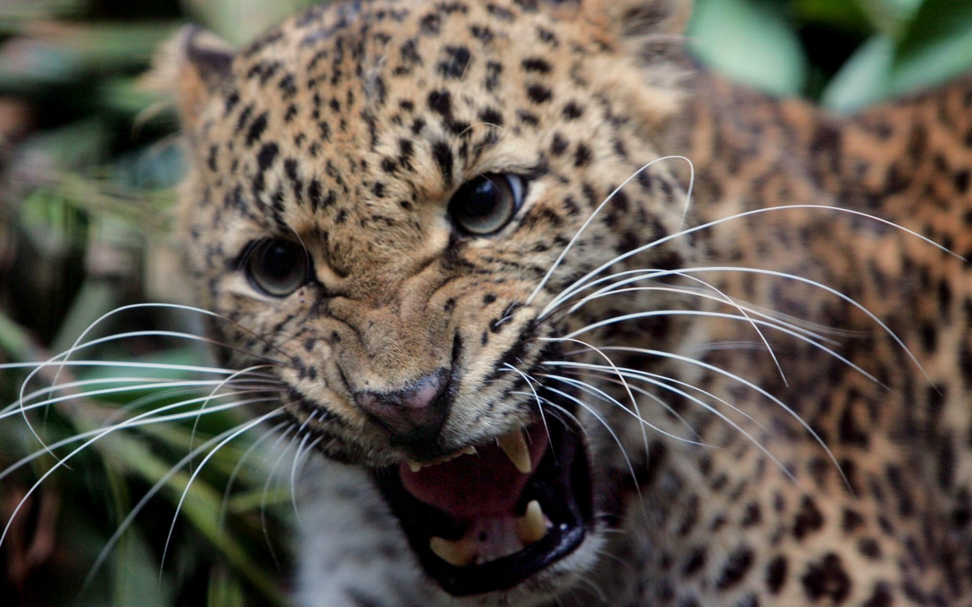 leopard schnurrbart eckzähne grinsen