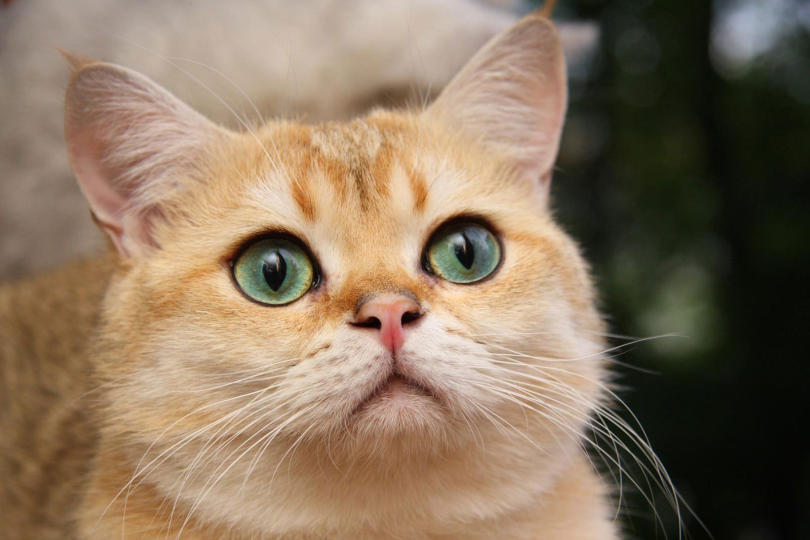 beautiful white cat cat